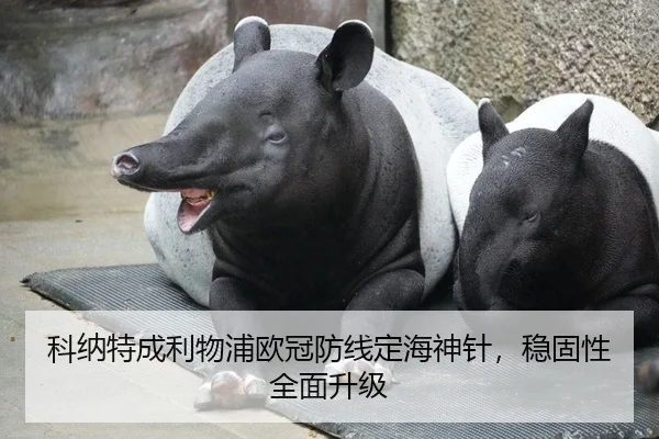 科纳特成利物浦欧冠防线定海神针，稳固性全面升级